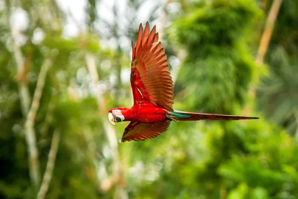 Κόκκινο Παπαγάλο Κατά Την Πτήση Macaw Που Φέρουν Πράσινη Βλάστηση — Φωτογραφία Αρχείου