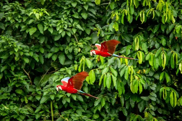 Два Красных Попугая Полете Летит Ара Зеленая Растительность Заднем Плане — стоковое фото