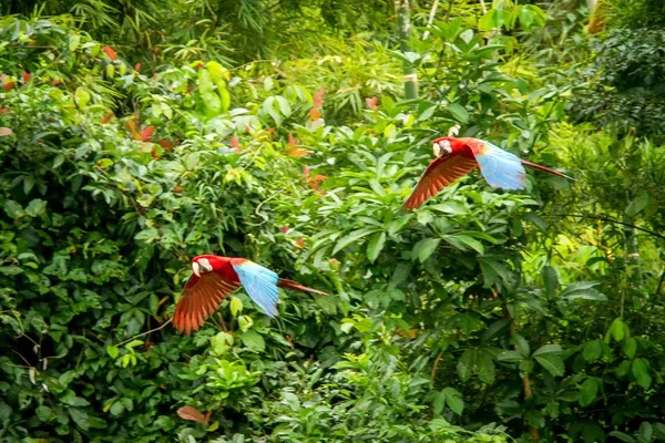 Zwei Rote Papageien Flug Ara Fliegt Grüne Vegetation Hintergrund Roter — Stockfoto