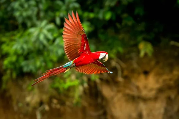 Κόκκινο Παπαγάλο Κατά Την Πτήση Macaw Που Φέρουν Πράσινη Βλάστηση — Φωτογραφία Αρχείου