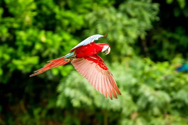 Κόκκινο Παπαγάλο Κατά Την Πτήση Macaw Που Φέρουν Πράσινη Βλάστηση — Φωτογραφία Αρχείου