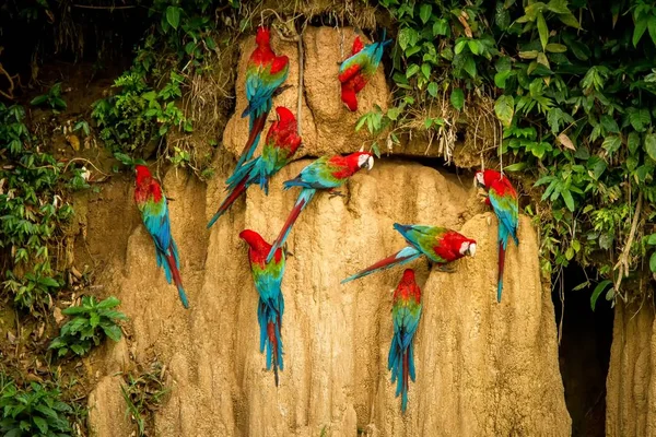 Mineraller, kırmızı ve yeşil yeme kil yalamak üzerinde kırmızı papağan tropikal doğadan tropikal orman, Brezilya, yaban hayatı sahnesinde Amerika papağanı. Kuşlar sürüsü kil kahverengi duvarda