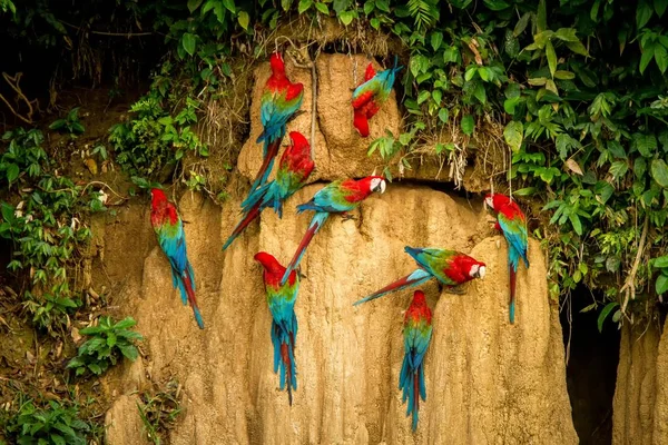 Красные Попугаи Глине Лижут Минералы Красный Зеленый Ара Тропическом Лесу — стоковое фото