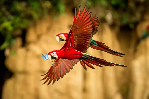 Δύο Κόκκινο Παπαγάλους Κατά Την Πτήση Macaw Που Φέρουν Πράσινη — Φωτογραφία Αρχείου