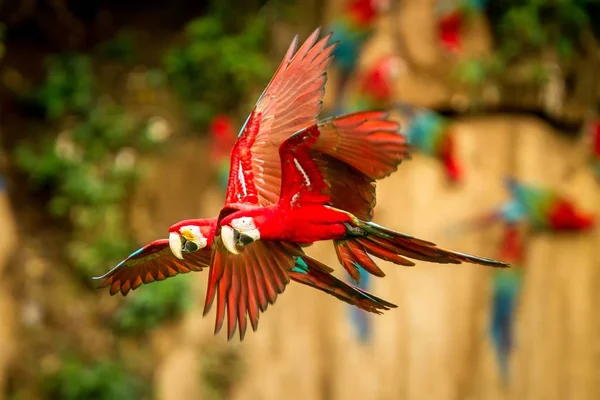 フライトで つの赤いオウム コンゴウインコの飛行 背景に緑豊かな植生です 熱帯の自然から熱帯雨林 ブラジル 野生動物のシーンで赤と緑のコンゴウインコ 森の中の美しい鳥のペア — ストック写真