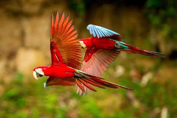 两只红色鹦鹉在飞行 金刚鹦鹉飞 绿色植被的背景 红色和绿色的金刚鹦鹉在热带森林 野生动物场景从热带自然 森林里的一对美丽的鸟 — 图库照片