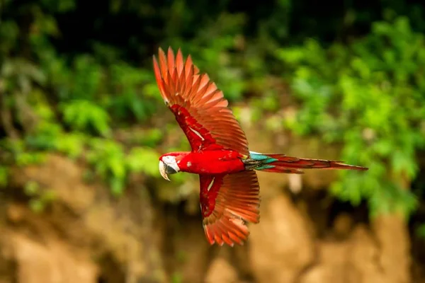 飛行中の赤いオウム コンゴウインコの飛行 背景に緑豊かな植生です 熱帯の自然から熱帯林 ペルー 野生動物のシーンで赤と緑のコンゴウインコ 森林の中の美しい鳥 — ストック写真