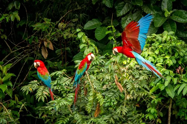 Lądowania Oddział Zielona Roślinność Tle Czerwone Papugi Czerwony Zielony Ara — Zdjęcie stockowe
