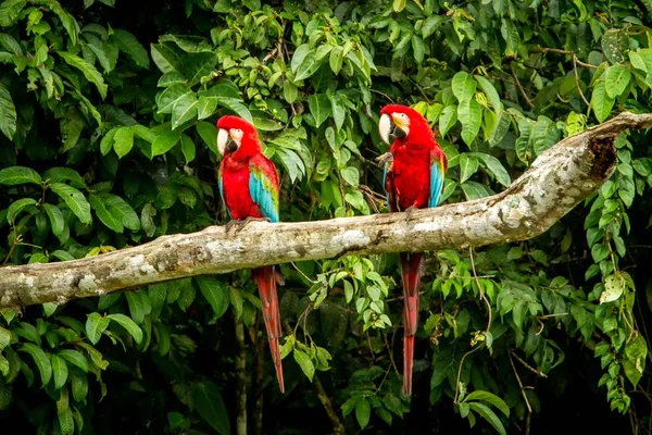 Papagaio Vermelho Poleiro Ramo Vegetação Verde Fundo Arara Vermelha Verde — Fotografia de Stock