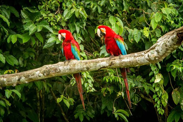Красный попугай на ветке, зеленая растительность на заднем плане. Красно-зеленый макак в перуанском лесу, сцена из жизни дикой природы. Красивая птица в джунглях
.