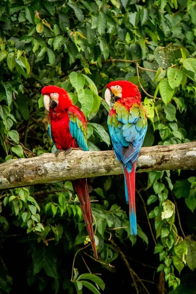 Roter Papagei Auf Zweigen Hockend Grüne Vegetation Hintergrund Roter Und — Stockfoto