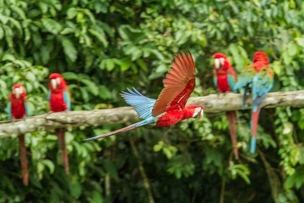Красный Попугай Ветке Один Попугай Летит Зеленая Растительность Заднем Плане — стоковое фото