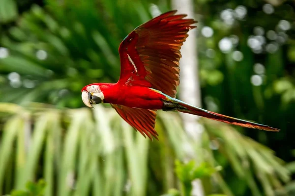 飛行中の赤いオウム コンゴウインコの飛行 背景に緑豊かな植生です 熱帯の自然から熱帯林 ペルー 野生動物のシーンで赤と緑のコンゴウインコ 森林の中の美しい鳥 — ストック写真