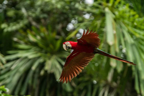 Κόκκινο Παπαγάλο Κατά Την Πτήση Macaw Που Φέρουν Πράσινη Βλάστηση — Φωτογραφία Αρχείου