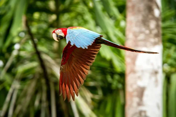 Κόκκινο Παπαγάλο Κατά Την Πτήση Macaw Που Φέρουν Πράσινη Βλάστηση — Φωτογραφία Αρχείου