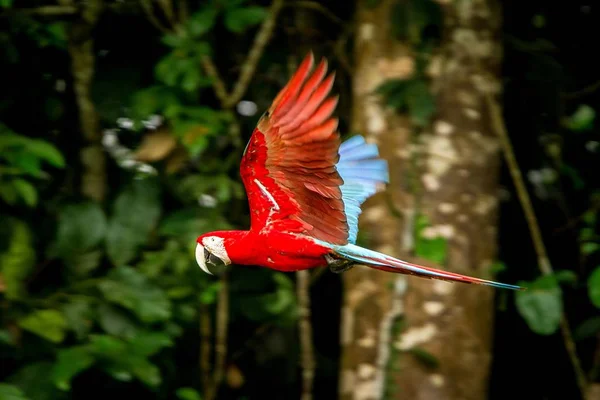 Κόκκινο Παπαγάλο Κατά Την Πτήση Macaw Που Φέρουν Πράσινη Βλάστηση — Φωτογραφία Αρχείου