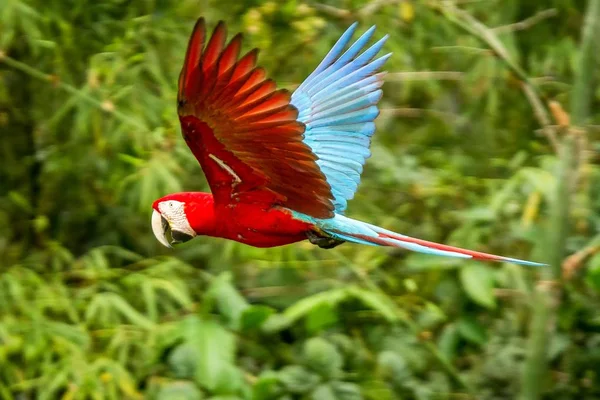 Kırmızı Papağan Uçuş Uçuş Arka Planda Yeşil Bitki Örtüsü Amerika — Stok fotoğraf