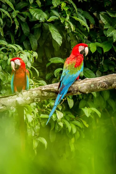 Kırmızı Papağan Dalda Tıraşlama Arka Planda Yeşil Bitki Örtüsü Kırmızı — Stok fotoğraf