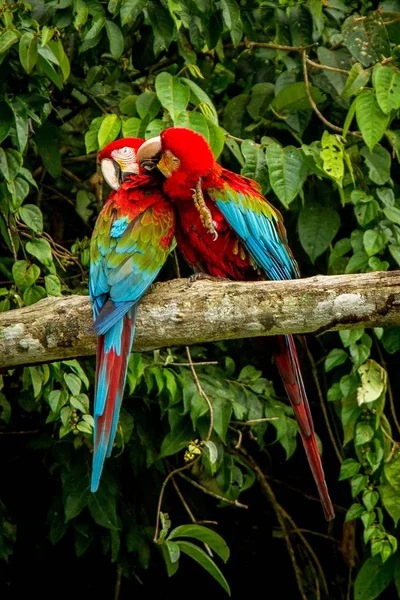 Красные Попугаи Ухаживают Друг Другом Ветке Зеленая Растительность Заднем Плане — стоковое фото