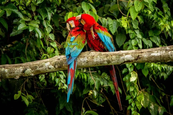 Rode Papegaaien Grooming Elkaar Tak Groene Vegetatie Achtergrond Rode Groene — Stockfoto