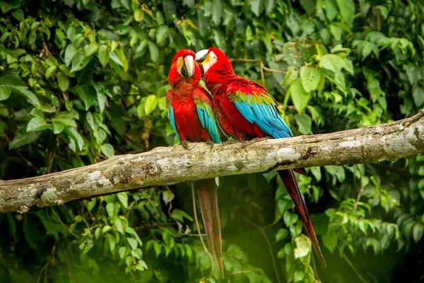 Loros Rojos Acicalándose Unos Otros Rama Vegetación Verde Fondo Guacamayo —  Fotos de Stock