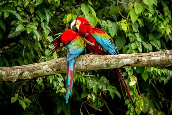 Rode Papegaaien Grooming Elkaar Tak Groene Vegetatie Achtergrond Rode Groene — Stockfoto