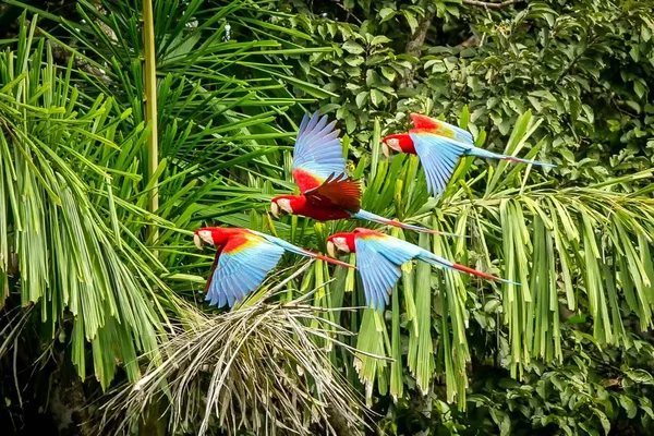 Schwarm Roter Papageien Flug Ara Fliegt Grüne Vegetation Hintergrund Roter — Stockfoto