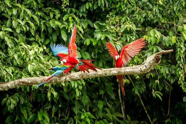 Red Parrots Landing Branch Green Vegetation Background Red Green Macaw — Stock Photo, Image