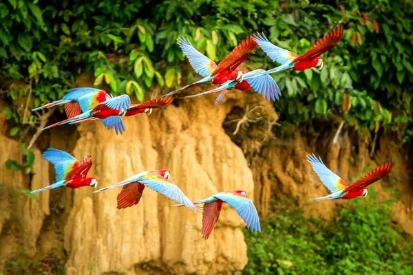 Flock Van Rode Papegaai Aanboord Ara Vliegen Groene Vegetatie Achtergrond — Stockfoto