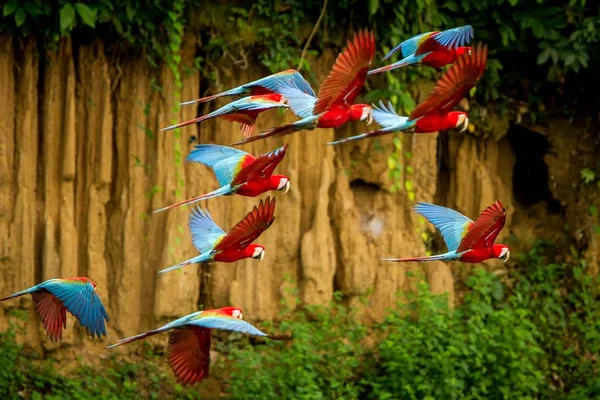 Uçuş Kırmızı Papağan Sürüsü Uçuş Arka Planda Yeşil Bitki Örtüsü — Stok fotoğraf