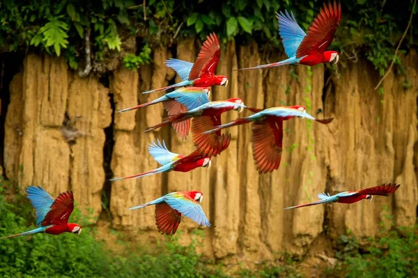 Bando Papagaios Vermelhos Voo Macaúba Voando Vegetação Verde Fundo Arara — Fotografia de Stock