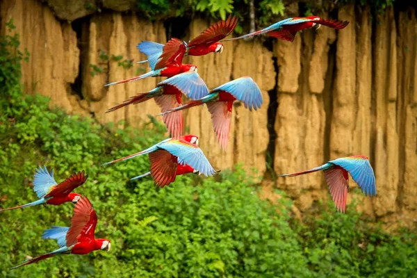 Uçuş kırmızı papağan sürüsü. Uçuş, arka planda yeşil bitki örtüsü Amerika papağanı. Kırmızı ve yeşil Amerika papağanı tropikal doğadan tropikal orman, Peru, yaban hayatı sahnesinde. Ormanda güzel kuş.