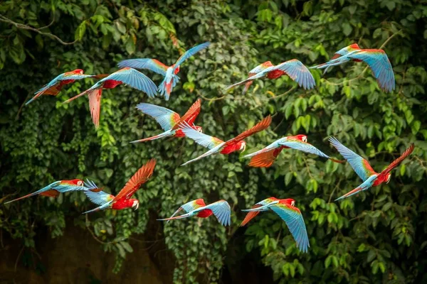 Flock Van Rode Papegaai Aanboord Ara Vliegen Groene Vegetatie Achtergrond — Stockfoto