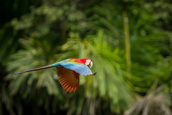 Red Parrot Flight Macaw Flying Green Vegetation Background Red Green — Stock Photo, Image