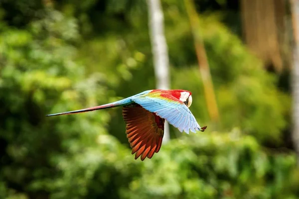 Κόκκινο Παπαγάλο Κατά Την Πτήση Macaw Που Φέρουν Πράσινη Βλάστηση — Φωτογραφία Αρχείου