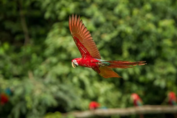 飛行中の赤いオウム コンゴウインコの飛行 背景に緑豊かな植生です 熱帯の自然から熱帯林 ペルー 野生動物のシーンで赤と緑のコンゴウインコ 森林の中の美しい鳥 — ストック写真