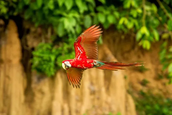 飞行中的红鹦鹉 金刚鹦鹉飞行 绿色植被和棕色粘土舔在背景 红色和绿色的金刚鹦鹉在热带森林 野生动物场景从热带自然 森林里美丽的鸟 — 图库照片