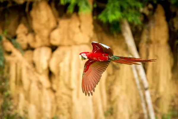 Красный Попугай Полете Летающие Ара Зеленая Растительность Коричневая Глина Заднем — стоковое фото