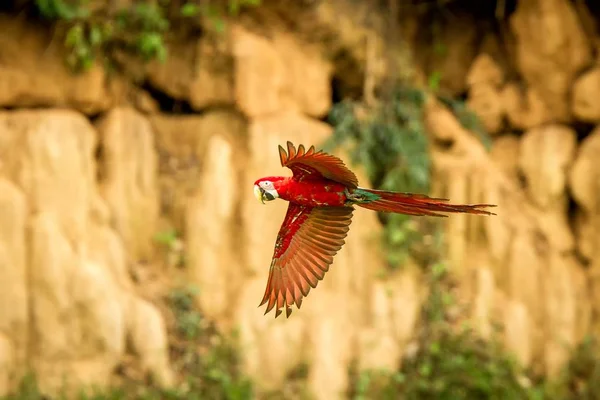 Perroquet Rouge Vol Aras Volant Végétation Verte Lécher Argile Brune — Photo