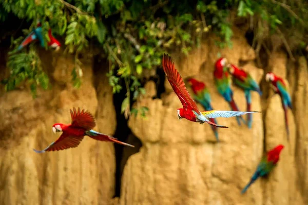 飛行中の赤いオウム コンゴウインコの飛行 緑の植生と茶色の粘土をバック グラウンドでなめます 熱帯の自然から熱帯林 ペルー 野生動物のシーンで赤と緑のコンゴウインコ 森林の中の美しい鳥 — ストック写真