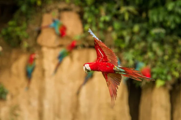 飛行中の赤いオウム コンゴウインコの飛行 緑の植生と茶色の粘土をバック グラウンドでなめます 熱帯の自然から熱帯林 ペルー 野生動物のシーンで赤と緑のコンゴウインコ 森林の中の美しい鳥 — ストック写真