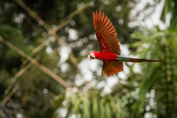 Red Parrot Flight Macaw Flying Green Vegetation Background Red Green — Stock Photo, Image