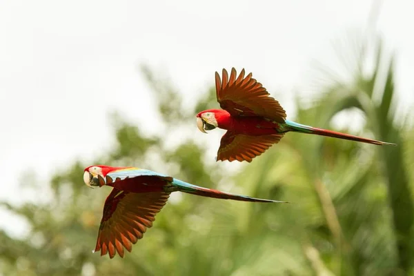 フライトで つの赤いオウム コンゴウインコの飛行 背景に緑豊かな植生です 熱帯の自然から熱帯雨林 ブラジル 野生動物のシーンで赤と緑のコンゴウインコ 森の中の美しい鳥のペア — ストック写真