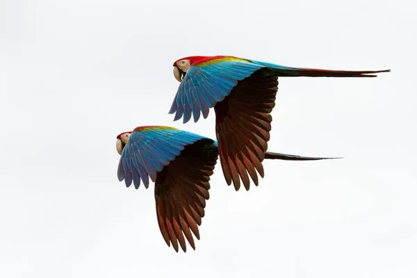 İki kırmızı papağan uçuş. Amerika papağanı, beyaz arka plan, uçan kuşlar, izole kırmızı ve yeşil Amerika papağanı tropikal doğadan tropikal orman, Brezilya, yaban hayatı sahnesinde. Güzel kuş uçan çifti