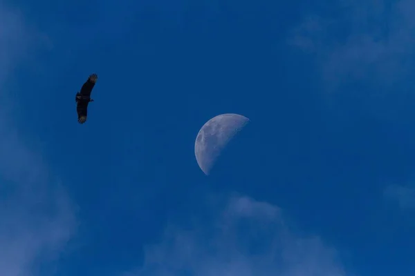 Black Vulture - Coragyps atratus flying on sky with the moon, bird silhouette, amazon rain forest, Peru, isolated bird silhouette, clear background, travel adventure