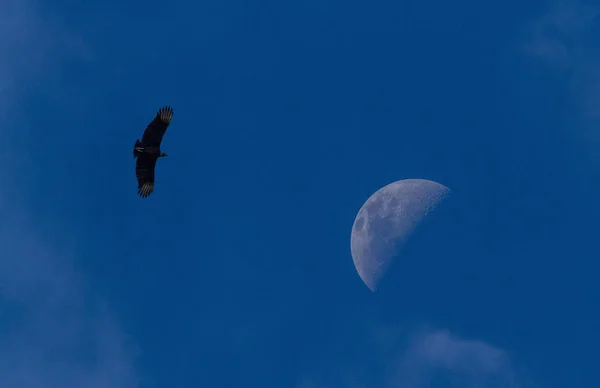 Schwarzer Geier Coragyps Atratus Fliegen Himmel Mit Dem Mond Vogelsilhouette — Stockfoto