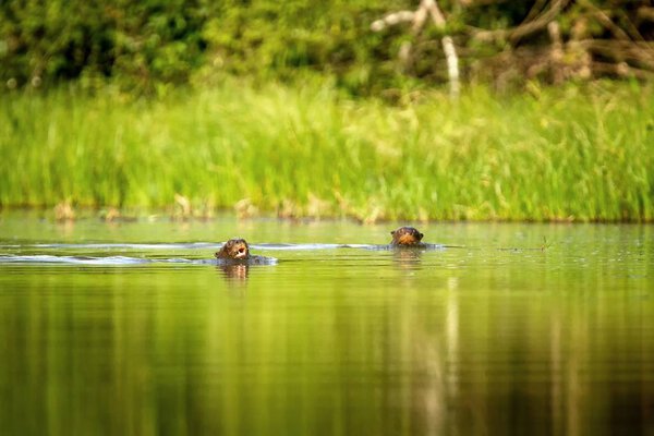 Гигантский птеронура (Pteronura felensis) плавает в озере в джунглях перуанской Амазонки, Перу, зеленый фон, природная дикая природа, водяное животное, очень красивое существо, рыбалка, рыба
