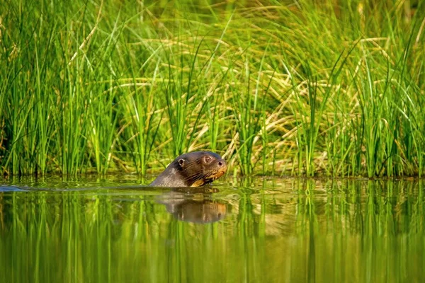 Nutria Gigante Pteronura Brasiliensis Nada Lago Selva Amazónica Peruana Perú — Foto de Stock