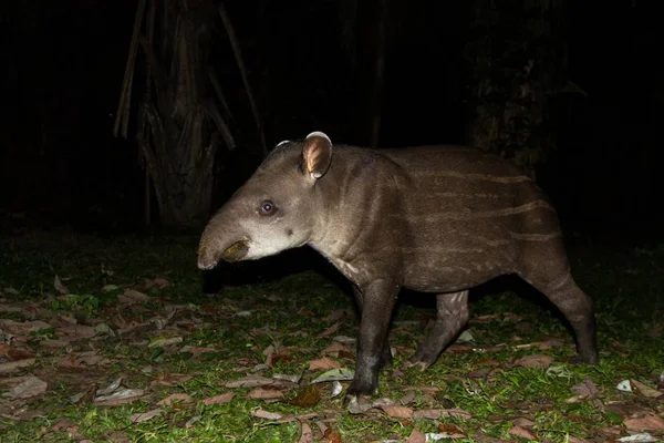 Tapir Amérique Sud Tapirus Terrestris Dans Habitat Naturel Nuit Mignon — Photo