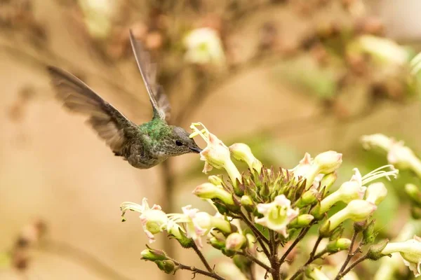 Grün Weißer Kolibri Amazilia Viridicauda Neben Der Blume Schwebend Vogel — Stockfoto